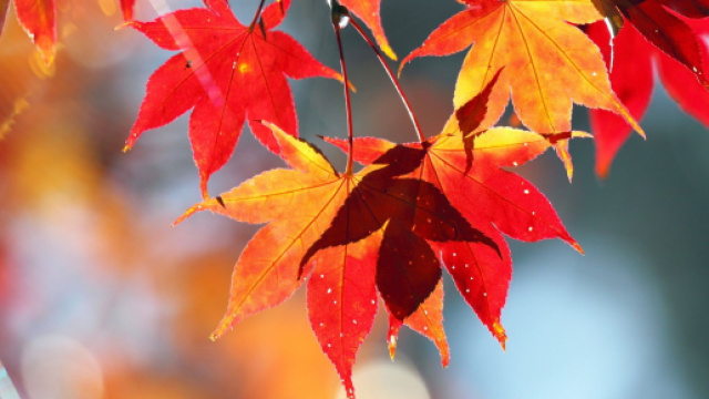 L'oroscopo del giorno 5 ottobre: Mercurio in Bilancia, l'Acquario gongola (2^ parte).