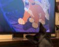 Un perro se muestra emocionado al ver en la televisión la película 'El rey león'