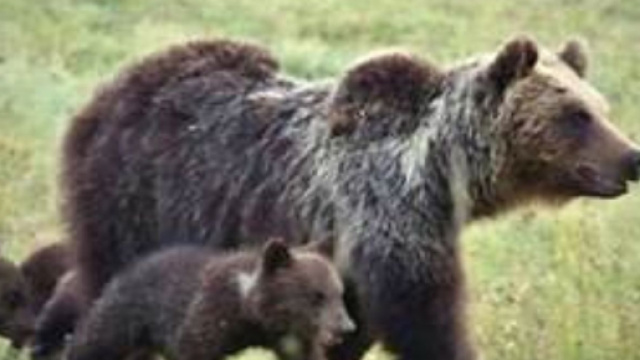 L'orsa Amarena con i cuccioli.