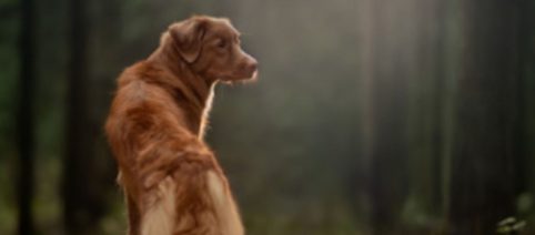 Un juez autoriza a un preso a tener un reencuentro con su perro antes de ser sacrificado