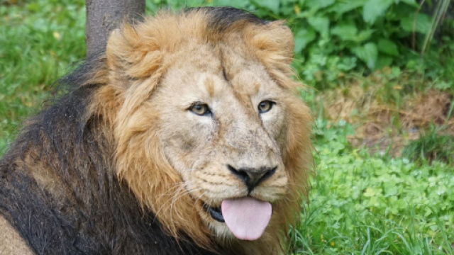 L'oroscopo, classifica settimanale dall'11 al 17 settembre: incastri per il Leone.