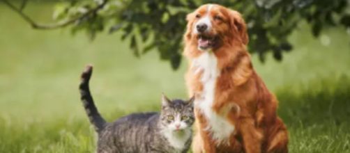 Los perros y los gatos siempre han estado al lado de su due&ntilde;a (Pixabay)