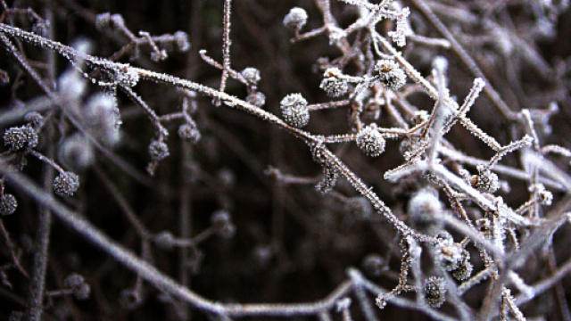 L'oroscopo del 1&deg; febbraio: il Leone deve affrontare sfide sul lavoro con grinta.