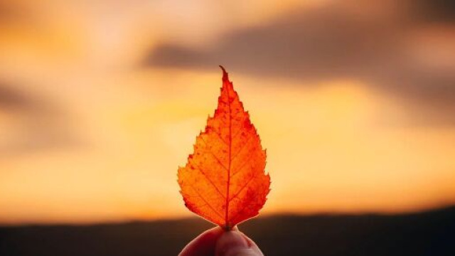 Foglia al tramonto - &copy; Pixabay.