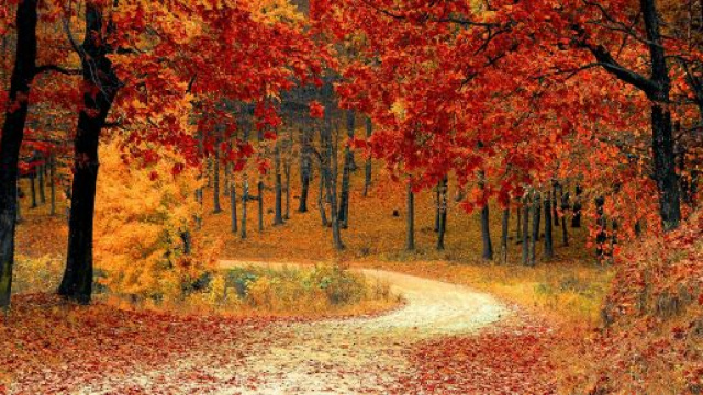 Paesaggio autunnale @ Pexels.com