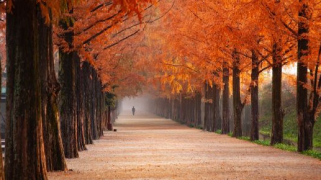 Viale di alberi autunnali &copy; Pixabay.