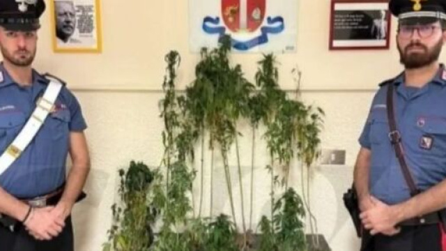 I Carabinieri sequestrano della marijuana a Mesoraca - &copy; Carabinieri.It