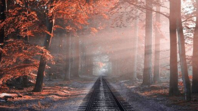 Ferrovia nella foresta &copy; Pixabay.