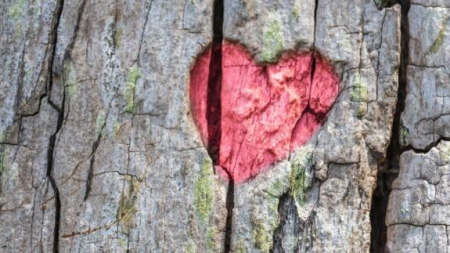 Cuore su corteccia d'albero - Immagine di &copy; Pixabay.