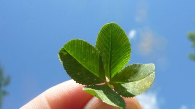 Quadrifoglio &copy; Immagine di Pixabay