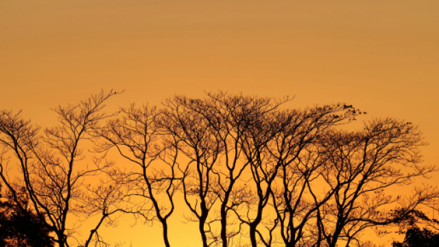 Alberi spogli al tramonto- &copy; Pexels.