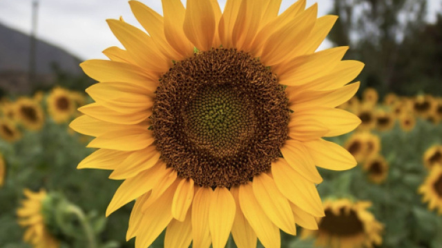Un girasole giallo &copy; pixabay.com