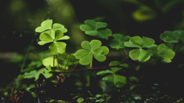Gruppo di quadrifogli - &copy; Pexels.