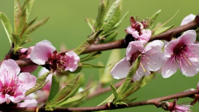 Ramo di ciliegio rosa &copy; pixabay.com