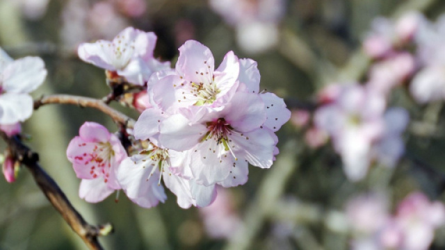Fiori bianchi e rosa &copy; pixabay.com