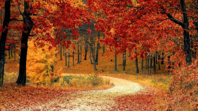 Un bosco in autunno &copy; Pexels.com