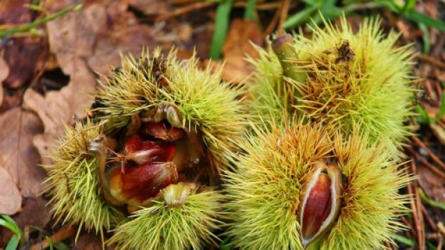 Castagne - Immagine di &copy; Pixabay.