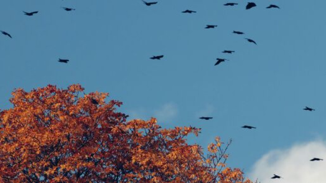 Stormo di uccelli in cielo e alberi - &copy; Pexels
