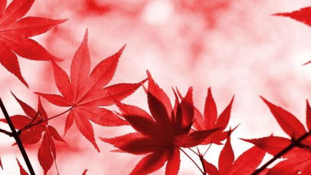 Foglie di acero rosso &copy; Pixabay