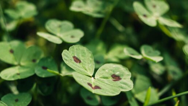 Quadrifogli in primo piano- &copy; Pexels