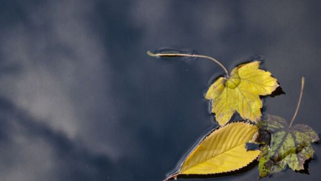 Delle foglie galleggiare in acqua (&copy;pixabay.com).