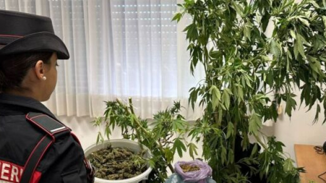 Coltivazione e spaccio di droga in Calabria, intervento dei Carabinieri di Lamezia Terme - &copy; Carabinieri.It