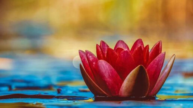 Un fiore acquatico (&copy; pixabay.com)