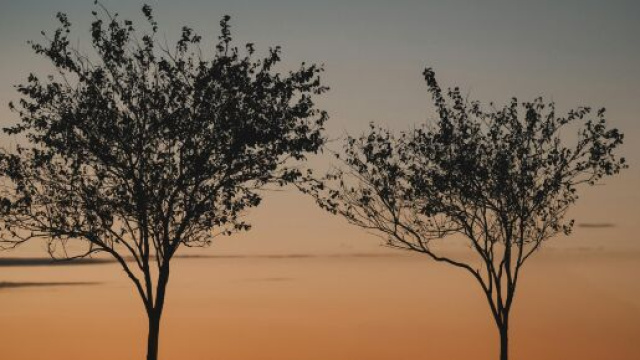 Alberi al tramonto d'autunno-&copy; Pexels