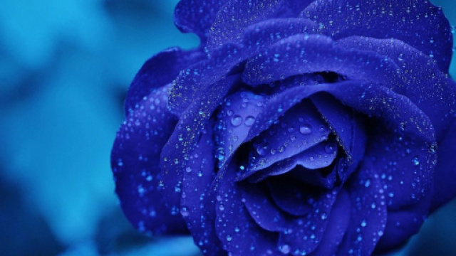 Una rosa di colore blu (&copy; Pixabay).