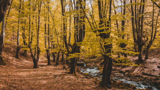 Alberi in una foresta &copy; Pexels.com