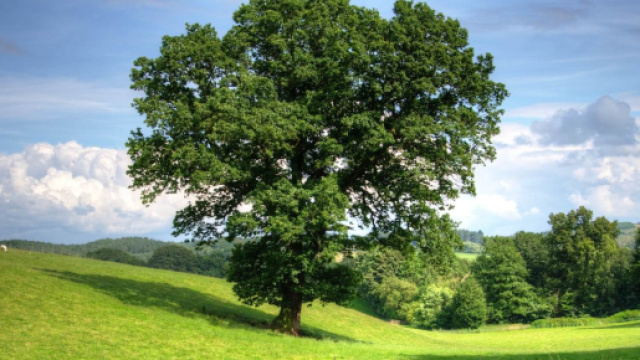 Albero in un prato &copy; Pexels.com