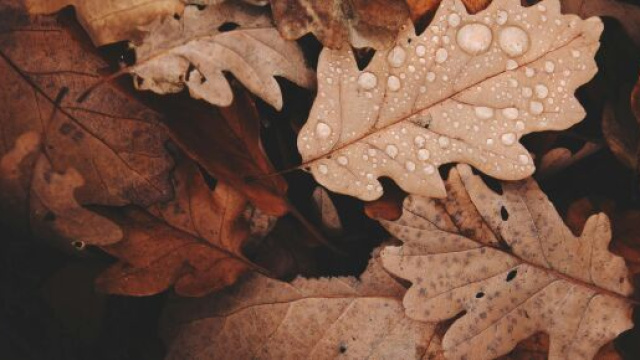 Foglie con rugiada @ Pexels.com