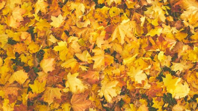 Una distesa di foglie &copy; Pexels.com