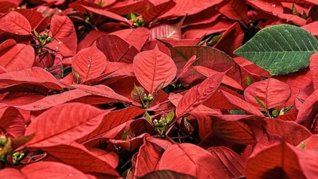 Delle stelle di Natale (&copy; pixabay.com)