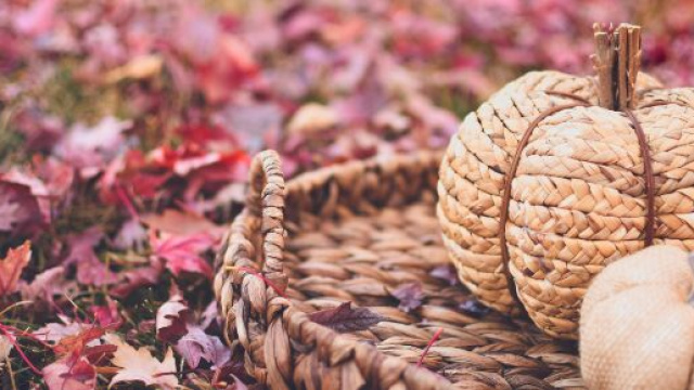 Foliage rosso con zucche in vimini &copy; Pexels