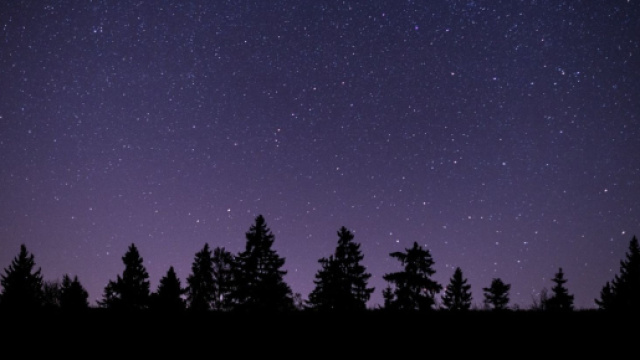 Un bosco sotto il cielo stellato - &copy; Pixabay.