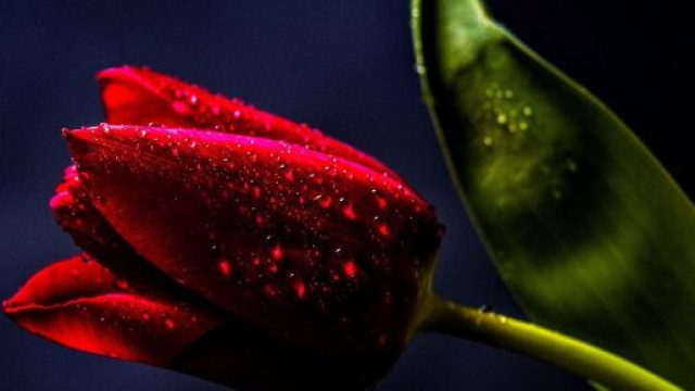 Una rosa di colore rosso (&copy; Pixabay).