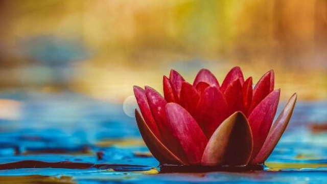 Un fiore che galleggia in acqua (&copy;pixabay.com)