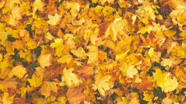 Distesa di foglie &copy; Pexels.com