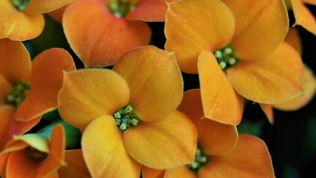 Fiori arancioni - Immagine di &copy; Pixabay.