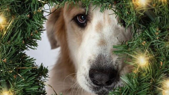 Cane e ghirlanda di Natale &copy; Pixabay