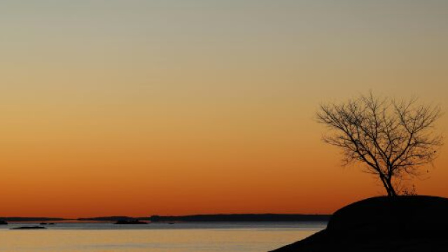 Tramonto sul mare con albero spoglio - Foto &copy; Pexels