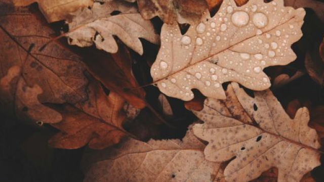 Foglie con rugiada &copy; Pexels.com