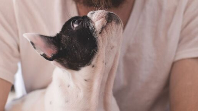 Tenerezze tra un cagnolino e il suo umano &copy; Pixabay.