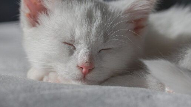 Un gattino bianco che dorme &copy; Pixabay