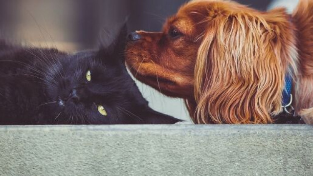 Un gatto nero e un cane marrone che si rilassano insieme &copy; Pixabay.