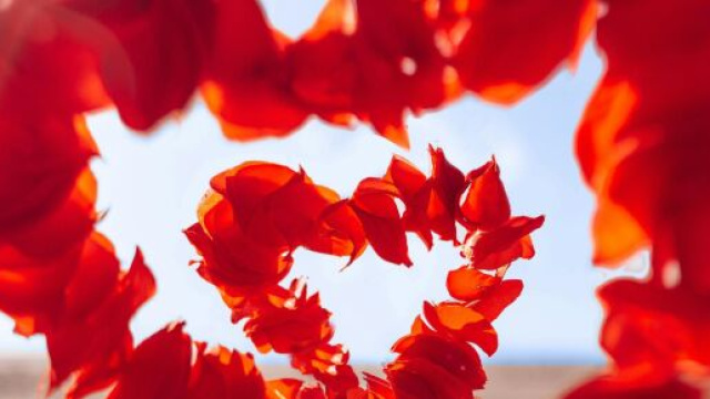 Petali di rosa rossi disposti a cuore - &copy; Pexels