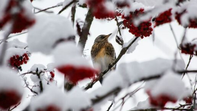 Un uccellino tra i rami innevati (&copy;pixabay.com).