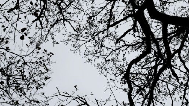 Alberi spogli in autunno e inverno &copy; Pexels