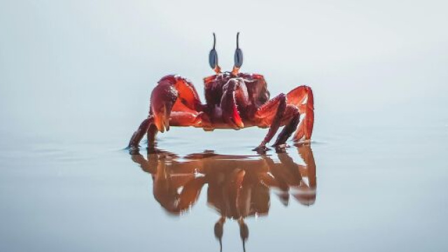 Foto di un granchio &copy; Pexels.com